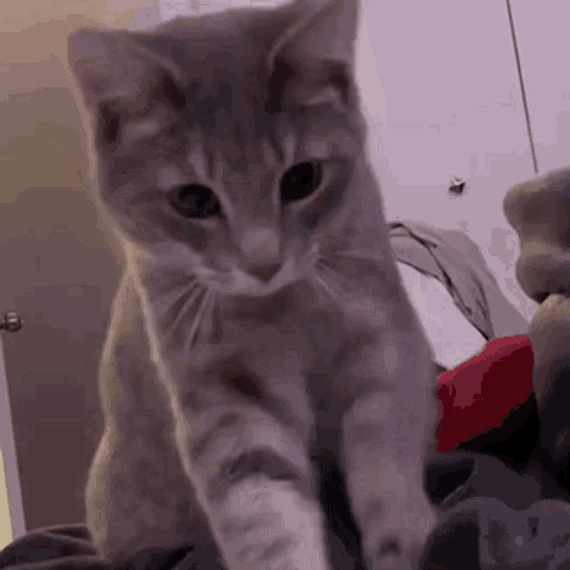 a gray cat is sitting on top of a bed looking at the camera .