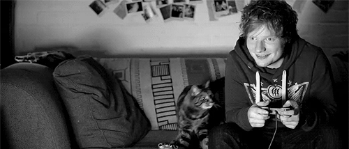 Cuddly Cat GIF - Cat Cuddle Ed Sheeran GIFs