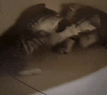 two cats are playing with each other on a wall