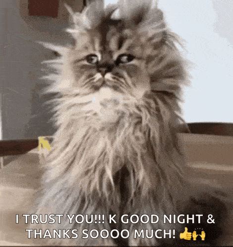 a fluffy cat is sitting on a table and says `` i trust you !!! k good night & thanks so much ! ''