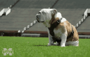a bulldog is sitting on the grass in front of a stadium with a m on it .