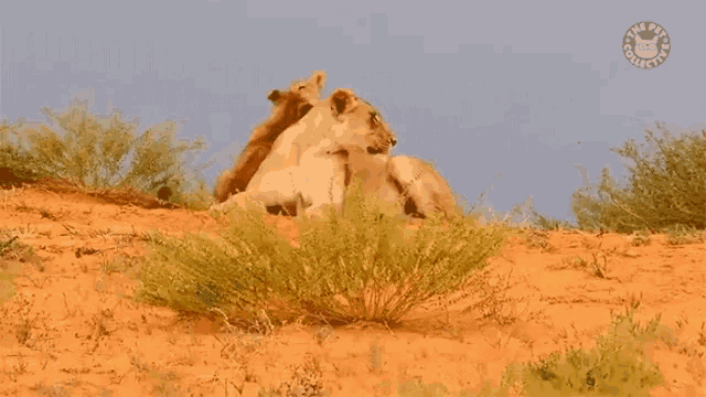 Cubs Playing Around Lion Cubs GIF - Cubs Playing Around Lion Cubs Playful Fighting GIFs