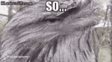 a close up of a wolf 's face with the words so on the bottom