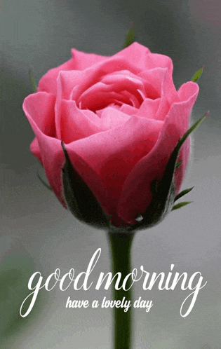 a pink rose with the words " good morning have a lovely day " below it