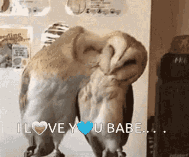 Owl Owls GIF - Owl Owls I Love You Babe GIFs