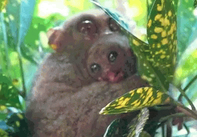 Baby Animals Cute GIF - Baby Animals Cute Tarsier GIFs