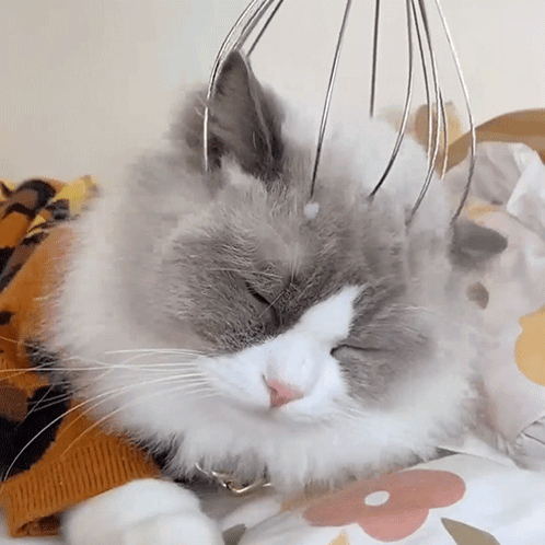 Massaging The Cat Puff GIF - Massaging The Cat Puff Meow Chef GIFs