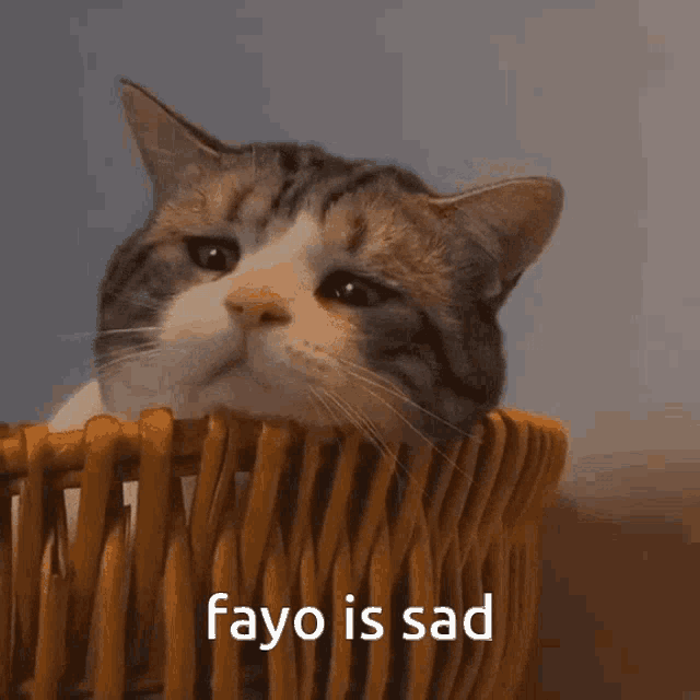 Sad Fayo Fayo Is GIF - Sad Fayo Fayo Is Fayo GIFs