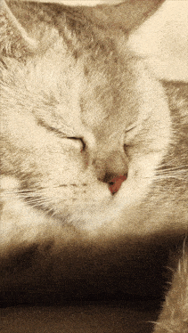 a close up of a cat sleeping with his eyes closed