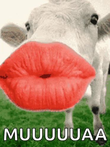 Kisses Cow GIF - Kisses Cow Love GIFs