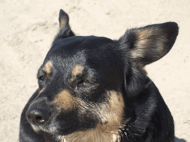 a close up of a dog 's face with a blurred background