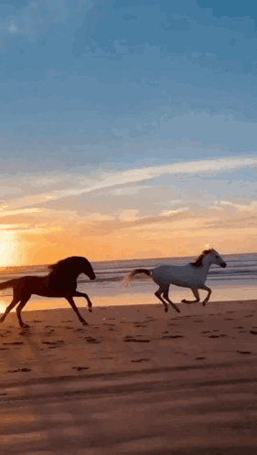 лошадки скачут GIF - лошадки скачут море GIFs