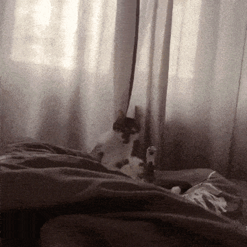 a cat laying on a bed in front of a window with curtains