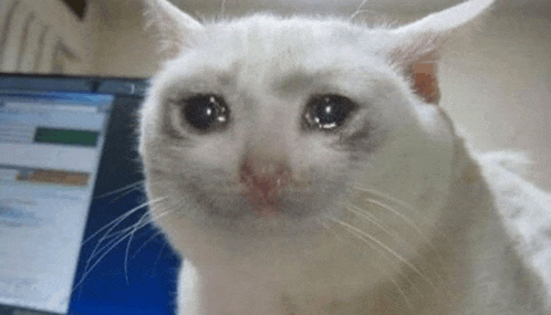 a white cat is sitting in front of a laptop computer with its eyes closed .