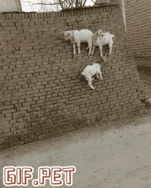 Sheep Jump GIF - Sheep Jump Run GIFs