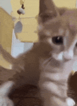Kitten Hit Kitten Hitting GIF - Kitten Hit Kitten Hitting Kitten Hitting Camera GIFs