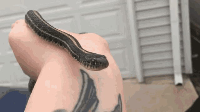a person with a tattoo on their arm holds a snake