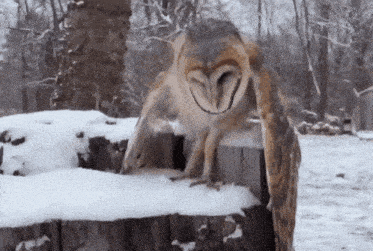 an owl sitting on top of a snowy stump