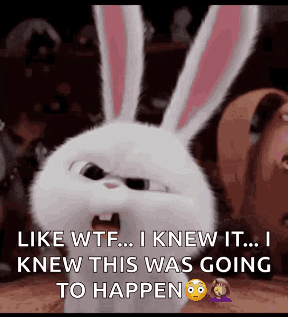 Bunnies What GIF - Bunnies What Confused GIFs
