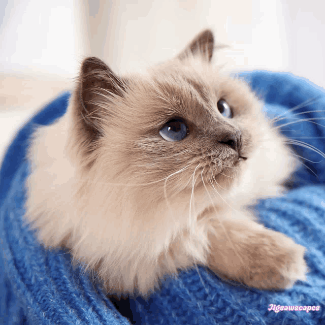 a cat with blue eyes is laying on a blue blanket with jigsawscopes written on the bottom