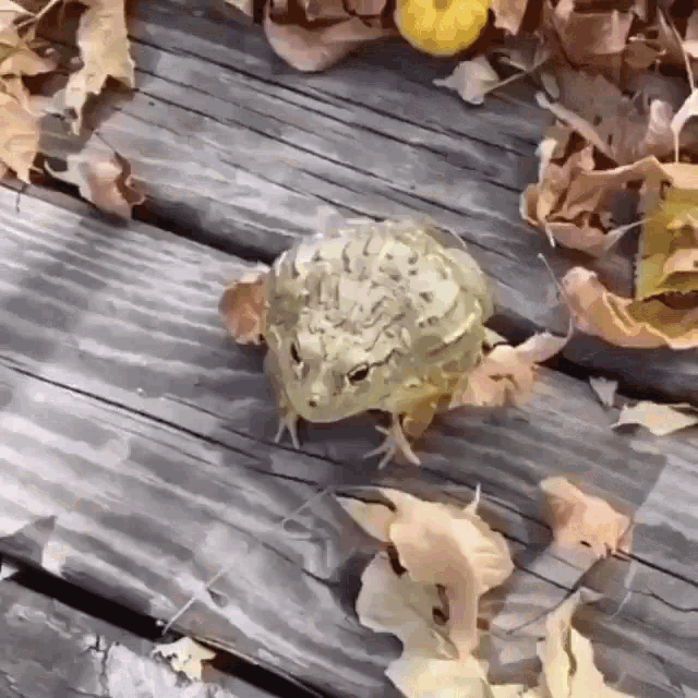 Frog Jumping GIF - Frog Jumping GIFs