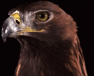 Brown Eagle GIF - Brown Eagle Head GIFs