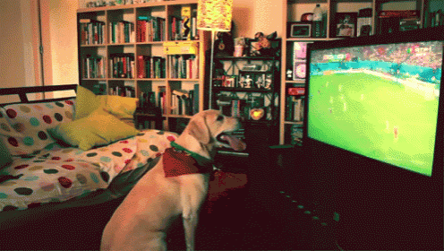 Dog Celebrates Portugal'S Last-minute Goal Against The U.S. GIF - Dog Celebrate Soccer GIFs