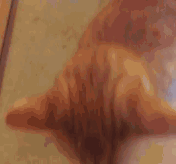 a close up of a cat 's tail on a table with a blurred background .