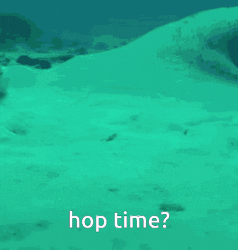 a picture of a fish in the water with the words hop time below it