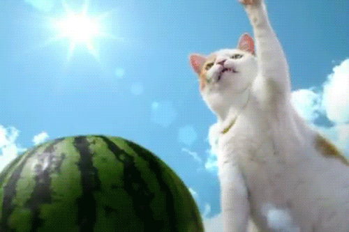 Zen Cat Can GIF - Cat Watermelon Slice GIFs