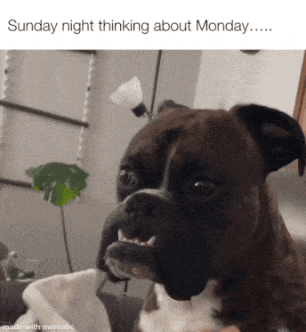a picture of a boxer dog with the caption sunday night thinking about monday