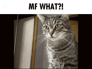 a picture of a cat with the caption " mf what " below it