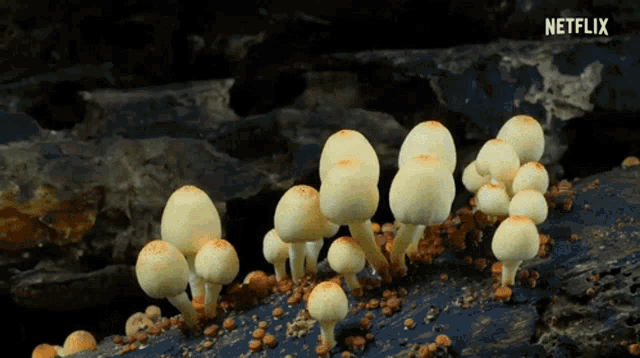 Mushroom Growing GIF - Mushroom Growing Wild Mushroom GIFs