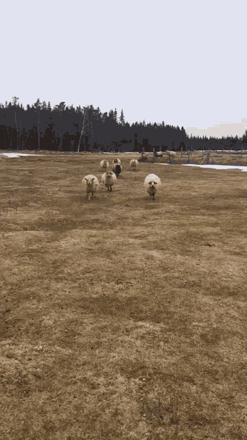 What Happened Sheep GIF - What Happened Sheep Cute GIFs