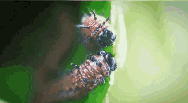 Caterpillars Eating GIF - Caterpillars Eating Nature GIFs
