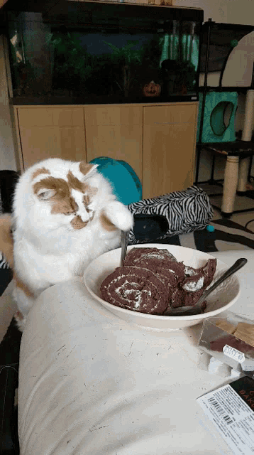 a cat is looking at a plate of food with a spoon in it