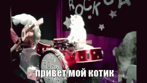 котикмой мой котик кот барабаны привет музыкант GIF - My Kitten Cat Kitten GIFs