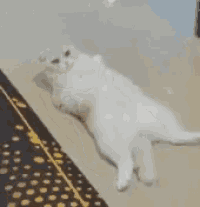 a white cat is laying on its back on a rug