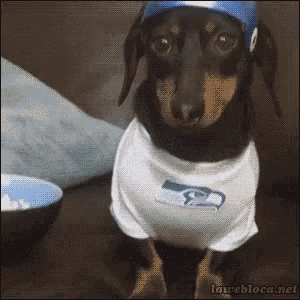 a dachshund is wearing a seahawks shirt and hat