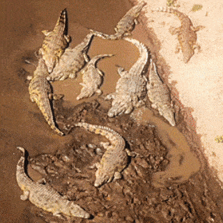 a group of crocodiles are swimming in a puddle of water
