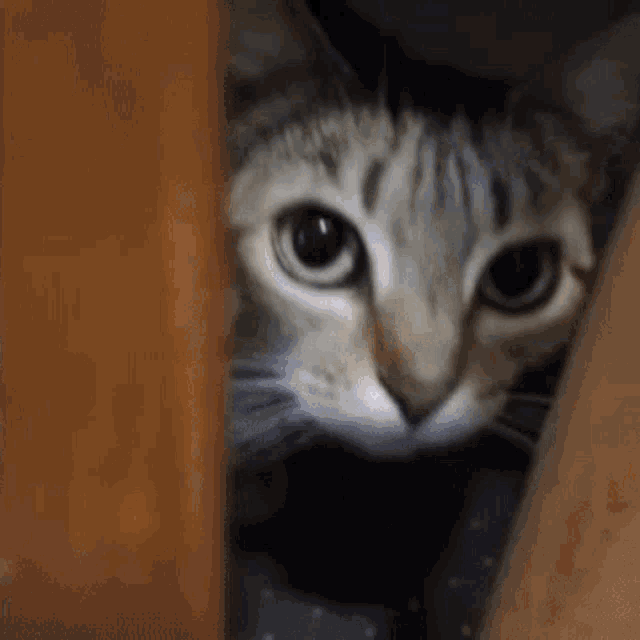 Cat Closet GIF - Cat Closet Stare GIFs