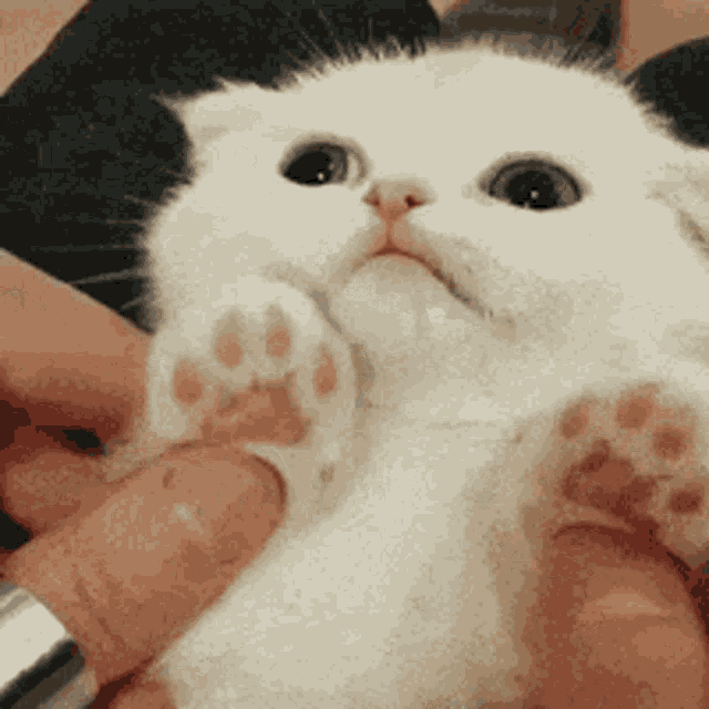 So Cute Cat GIF - So Cute Cat Kitten GIFs