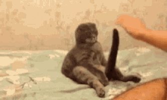 a cat is sitting on a bed playing with a person 's leg .