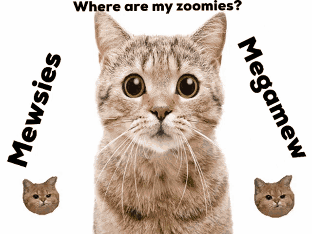 a cat is looking up at the camera with the words mewsies and megamew behind it