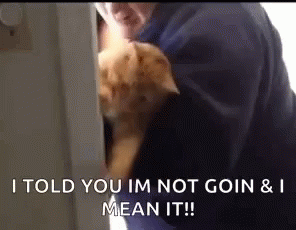Funny Animals Cat GIF - Funny Animals Cat Kidnapped GIFs