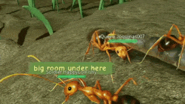a video of ants is being played by worker queen keanna2008