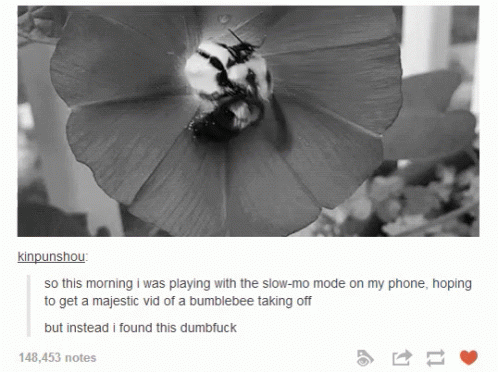 Dumbf*** Bee Falls Off Flower GIF - Bees Bee Fail Majestic GIFs