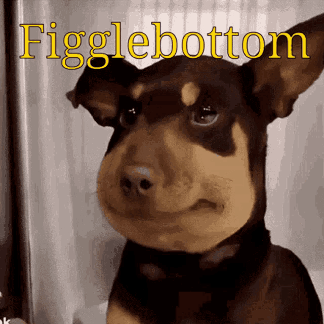 Figglebottom Named GIF - Figglebottom Named Fancy Dog GIFs