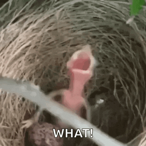a baby bird is sitting in a nest with its mouth open and says `` what '' .