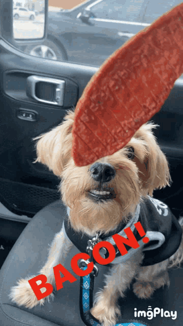 a dog sitting in a car with bacon written in red